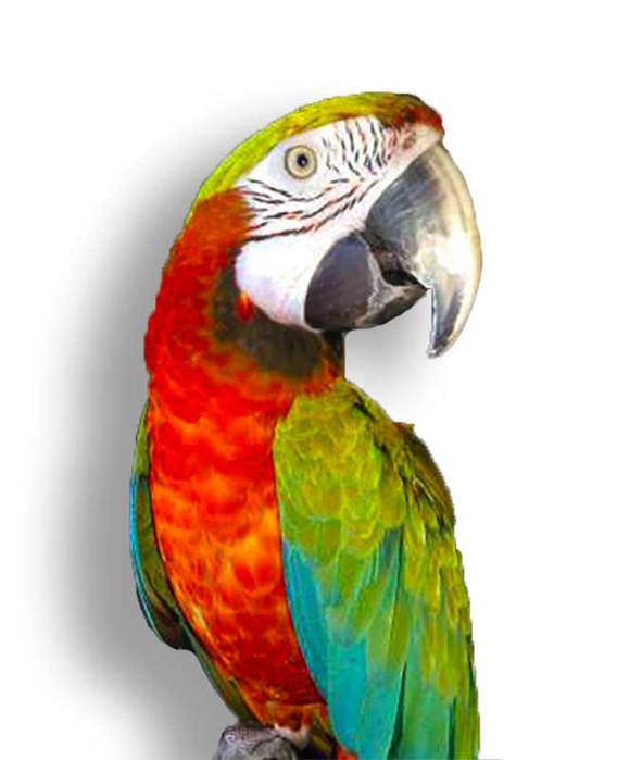 macaws (568x700, 30Kb) The art by Aleksey Pogrebnoj-Alexandroff