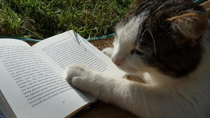 reading-498103_1280 (700x393, 302Kb)