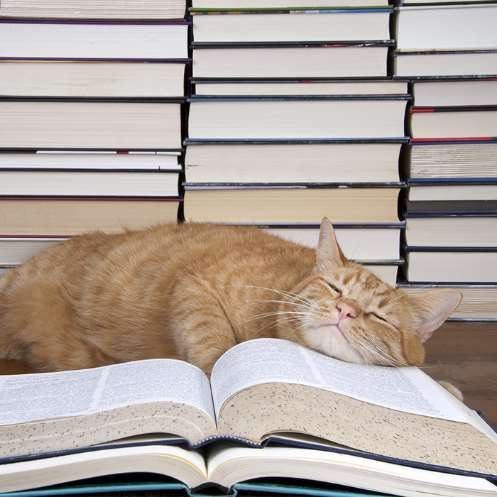 cat_FB (700x700, 548Kb)