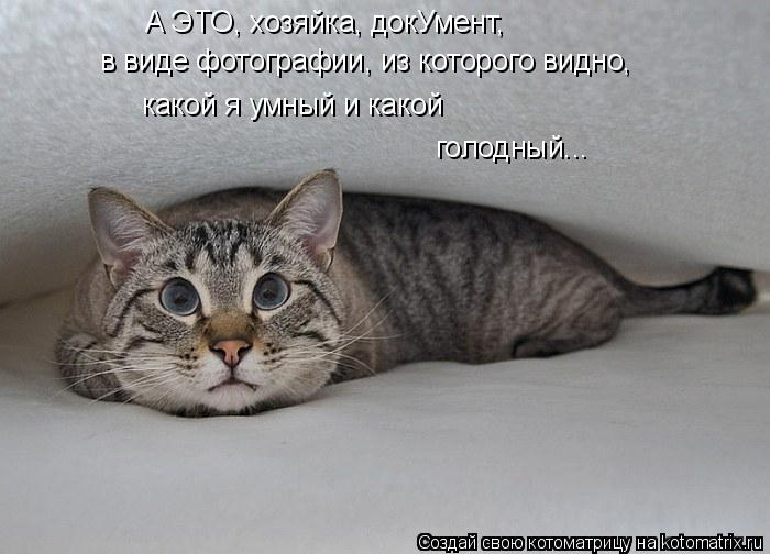 kotomatritsa_9 (700x504, 148Kb)