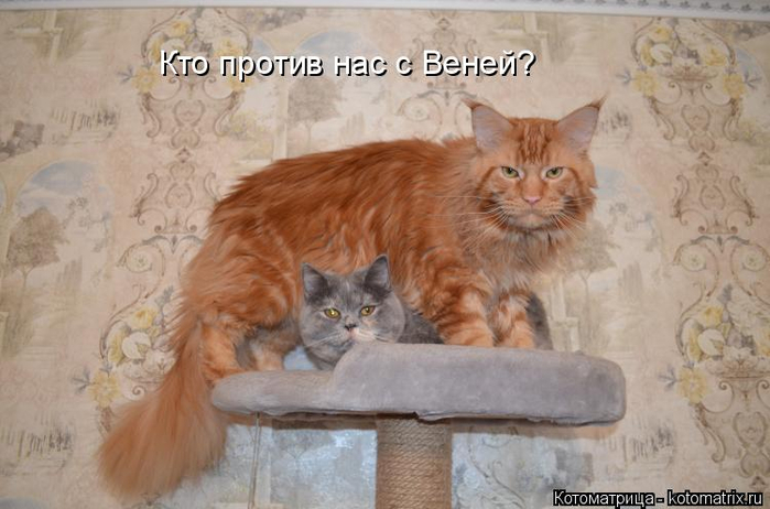 kotomatritsa_D (700x462, 278Kb)