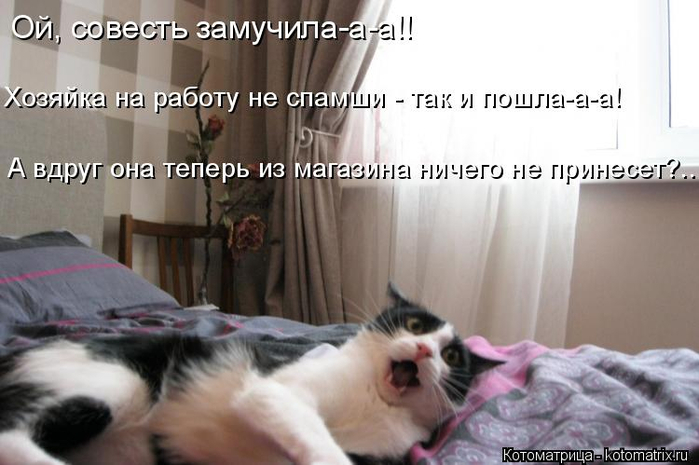 kotomatritsa_qa (700x465, 247Kb)