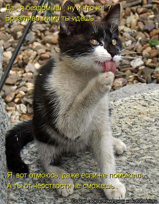kotomatritsa_Rv (545x700, 464Kb)
