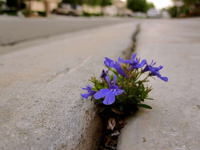 flower-in-sidewalk-crack (700x525, 255Kb)