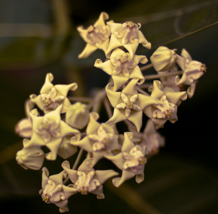 andaman-flowers-1 (700x687, 444Kb)