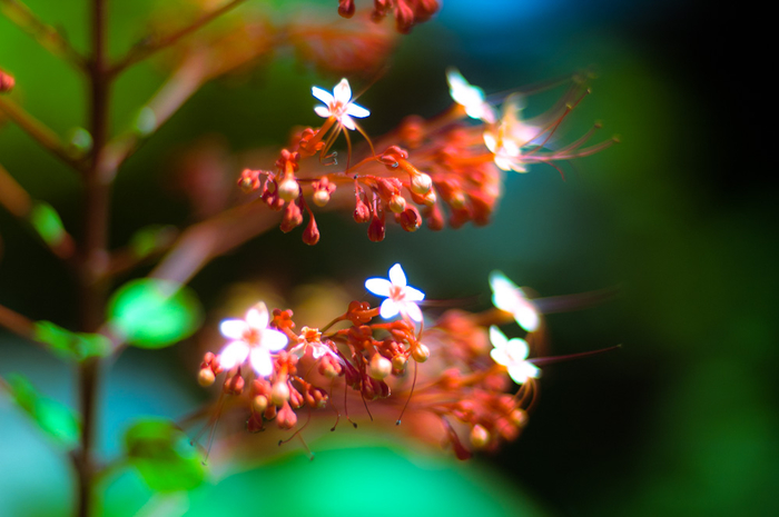 andaman-flowers-7 (700x465, 287Kb)