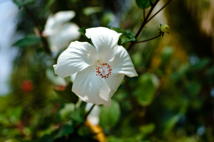 andaman-flowers-12 (700x465, 271Kb)