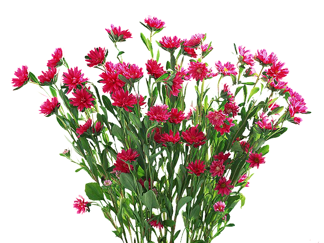 В.Л. цветы (6) (650x487, 503Kb)