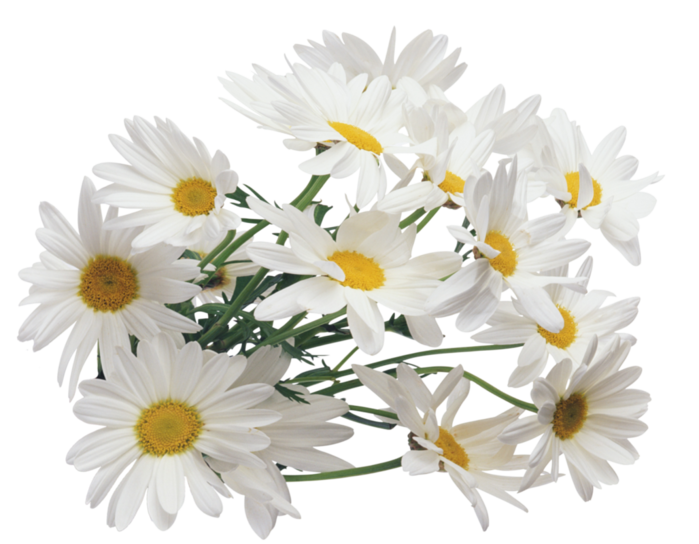 В.Л. цветы (31) (700x544, 435Kb)