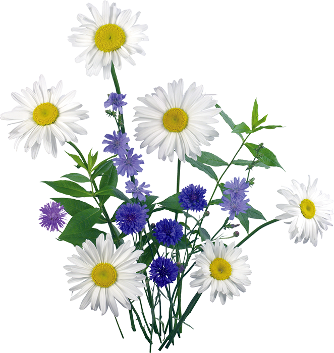 В.Л.-цветы-(21а) (662x700, 563Kb)