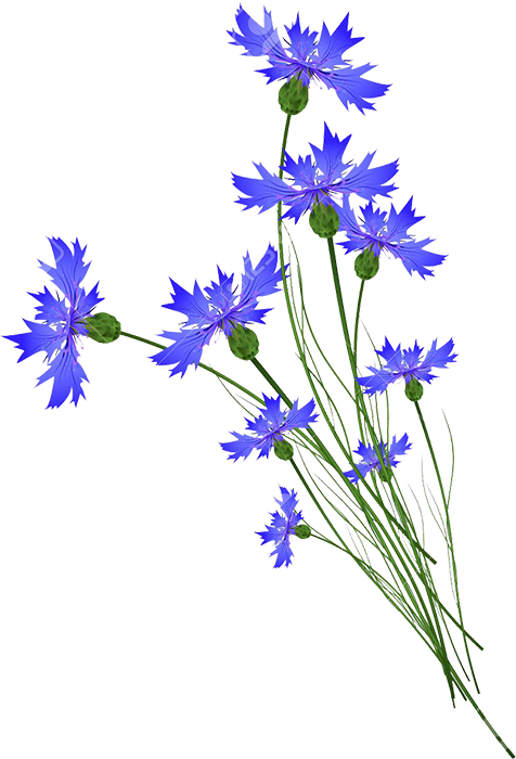 В.Л.-цветы-(47)а (476x700, 324Kb)
