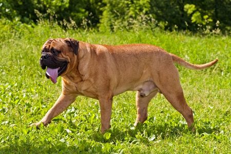 3241858_Bullmastiff1 (450x300, 42Kb)