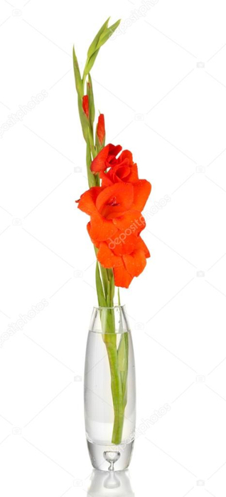 depositphotos_27961449-stock-photo-beautiful-delicate-gladiolus-in-glass (318x700, 77Kb)