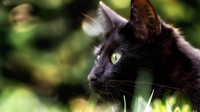 chiornaia-koshka-koshka-mordochka-profil-vzgliad-boke (700x393, 247Kb)