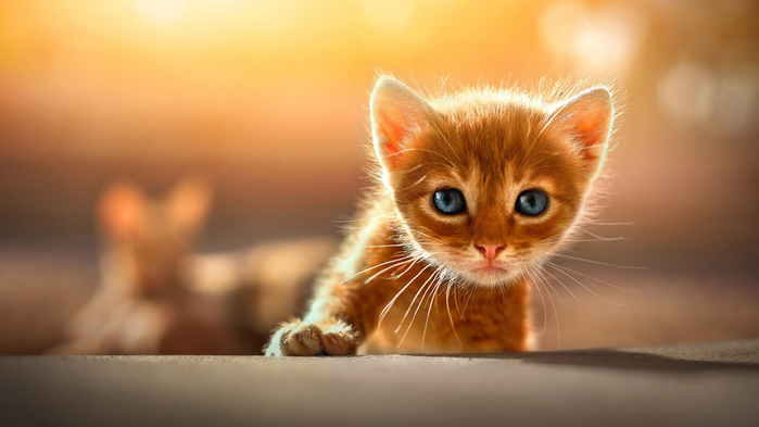 koshka-kotenok-kotionok-malysh-ryzhii-fon-vzgliad (700x393, 217Kb)