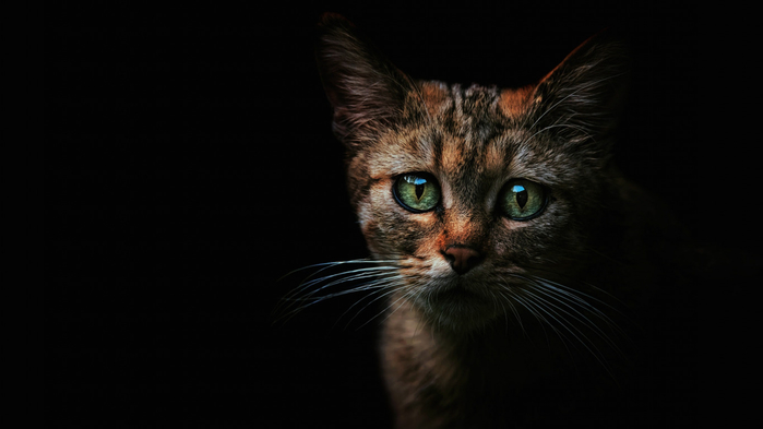 koshka-vzgliad-morda-kotenok-kotionok-dikii-lesnoi-lesnoi-ko (700x393, 121Kb)