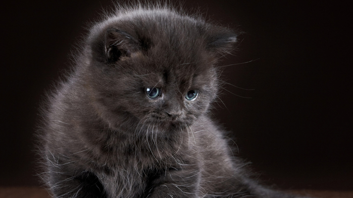 kotenok-malysh-cats-wallpapers-grey-seryi (700x393, 211Kb)