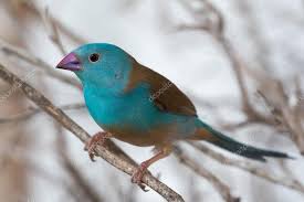 Зяблик птица синяя астрильд/Голубая птица waxbill из Африки 3925311_zyablik_1_ (275x183, 6Kb)