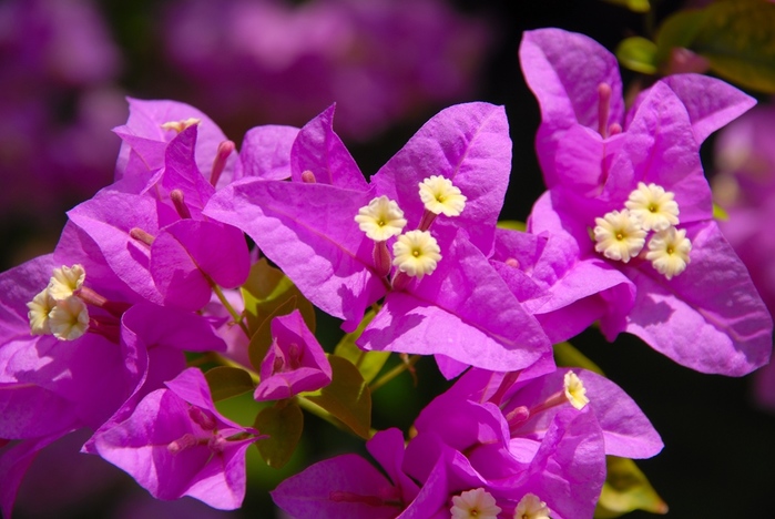Мальдивы-цветы-19 (700x468, 139Kb)