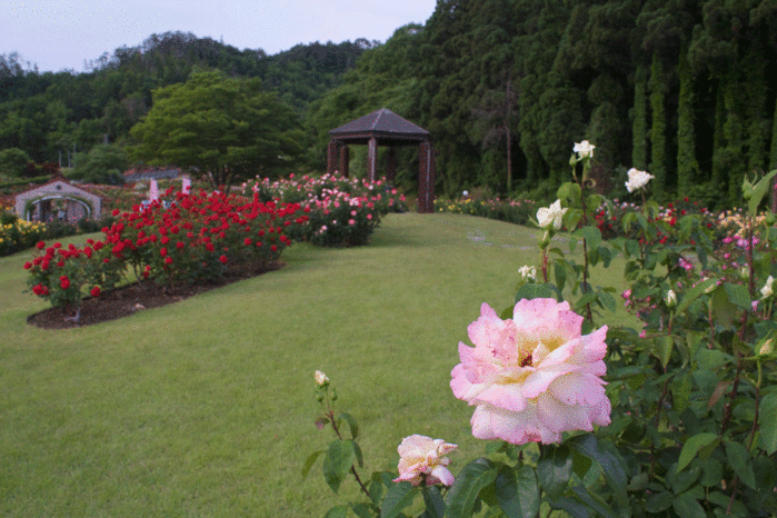 IMG_9842 (700x466, 256Kb)