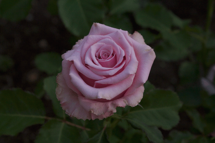 IMG_9895 (700x466, 212Kb)