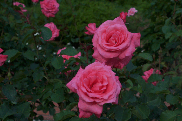 IMG_9902 (700x466, 261Kb)