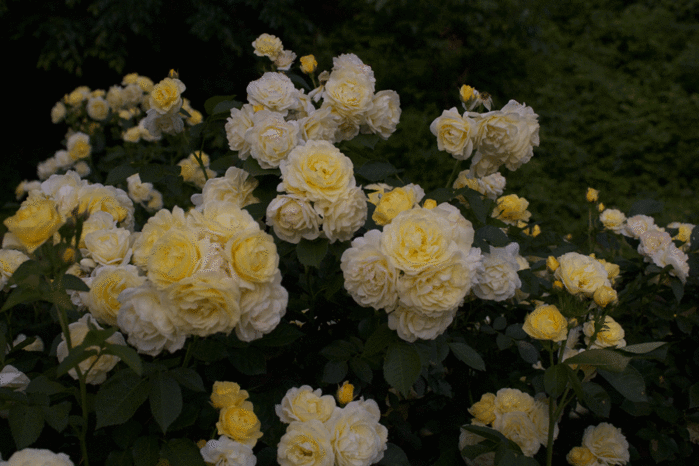 IMG_9915 (700x466, 226Kb)
