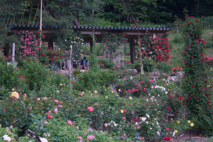 IMG_9866 (700x466, 333Kb)