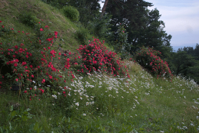 IMG_9878 (700x466, 304Kb)