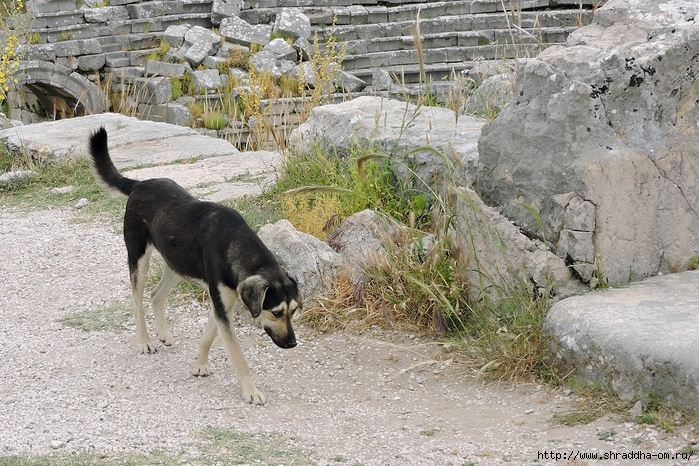 Xanthos, Turkey, ,  (9) (700x466, 390Kb)