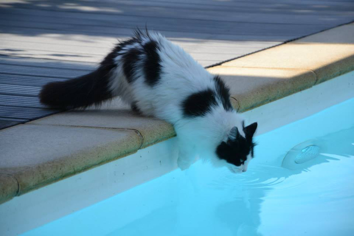 cat-swimming-pool-mammal-heat-vertebrate-899421 (700x466, 209Kb)