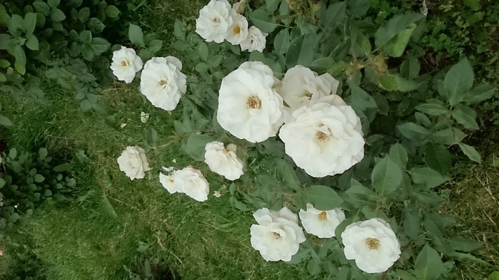 DSC_0057 (700x393, 156Kb)