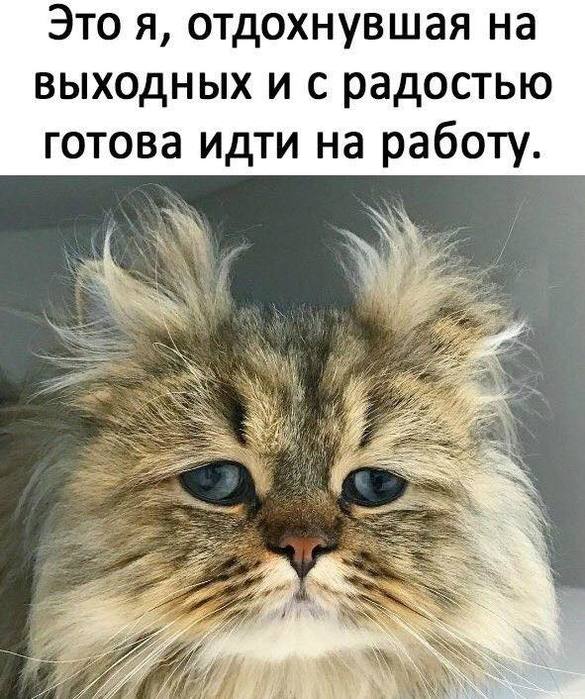 3416556_62103472_2870331506372316_8655758577878695936_n (585x700, 85Kb)