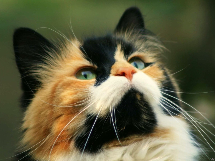 cat_face_spotted_look_51650_1600x1200 (700x525, 308Kb)