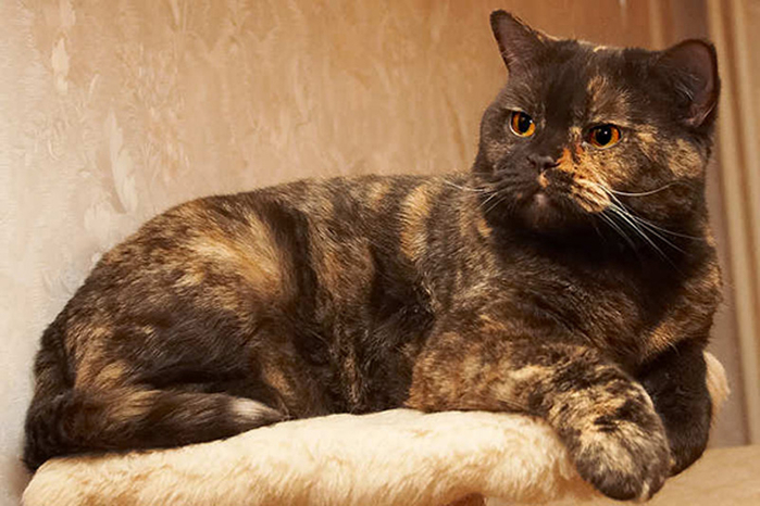 british-shorthair-chocolate-cream-torty-bri-h (700x466, 317Kb)