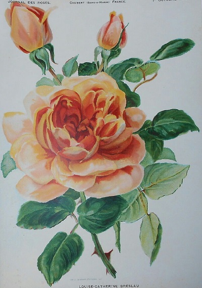 Rose_Louise-Catherine_Breslau (400x570, 84Kb)
