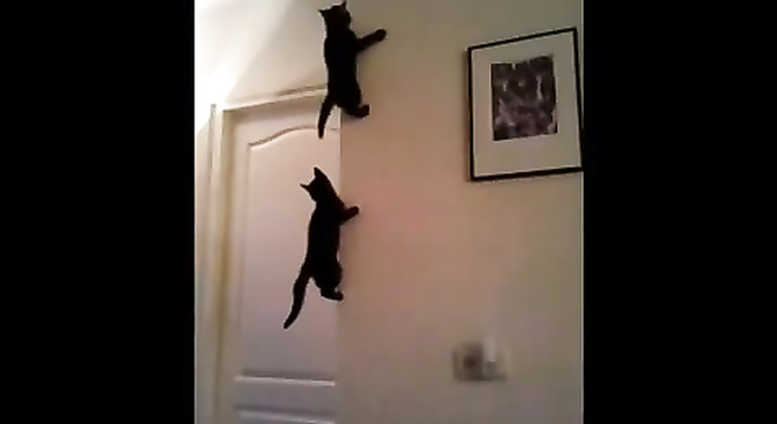 Cat ceiling masturbate