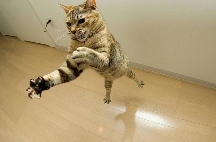 funny-pictures-of-cats-with-gu-5667 (700x462, 29Kb)