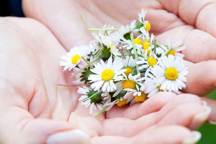 depositphotos_6160258-stock-photo-camomile-in-the-hands-of (700x466, 46Kb)