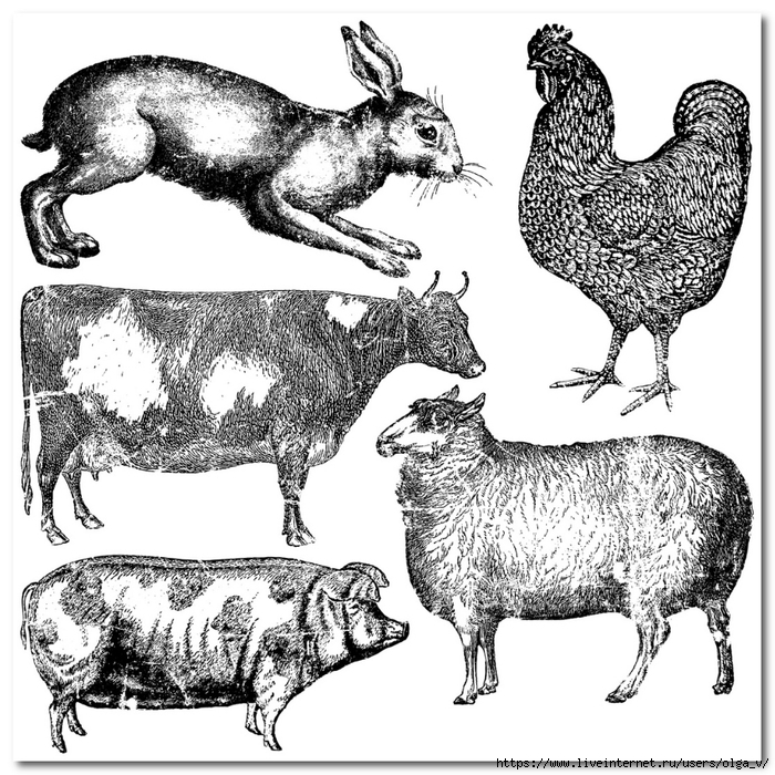 IMesyOpTXK8 (700x700, 380Kb)