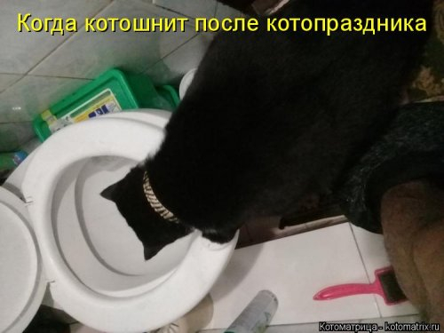 1561744779_kotomatrica-7 (500x375, 95Kb)