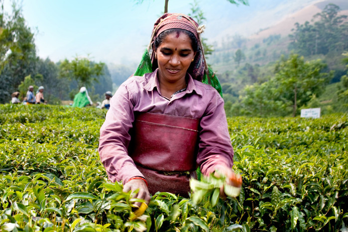 3085196_Woman_picking_tea_leaves_in_a_tea_plantation__Munnar__Kerala__Image_by_Aleksandar_Todorovic1024x683 (700x466, 163Kb)