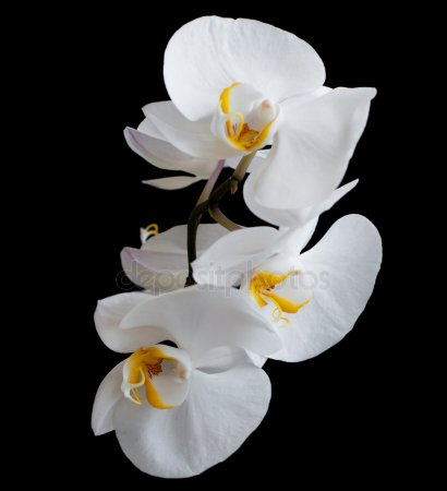 depositphotos_32517071-stock-photo-white-orchids (410x450, 63Kb)