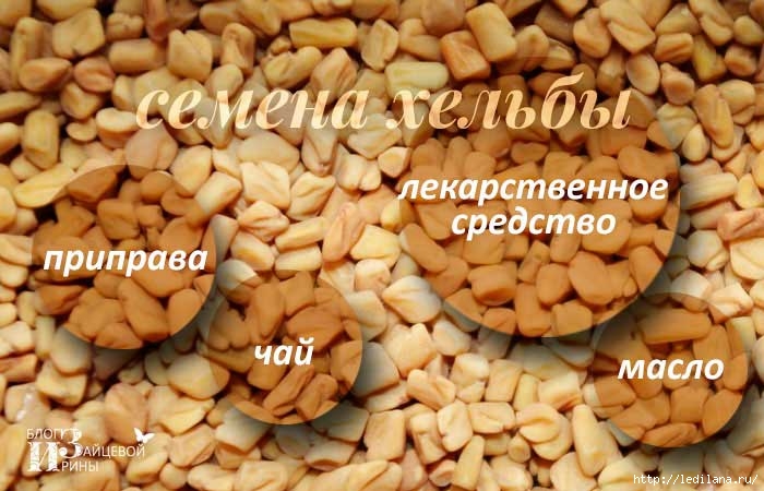 3925311_semena_helbi (700x450, 193Kb)