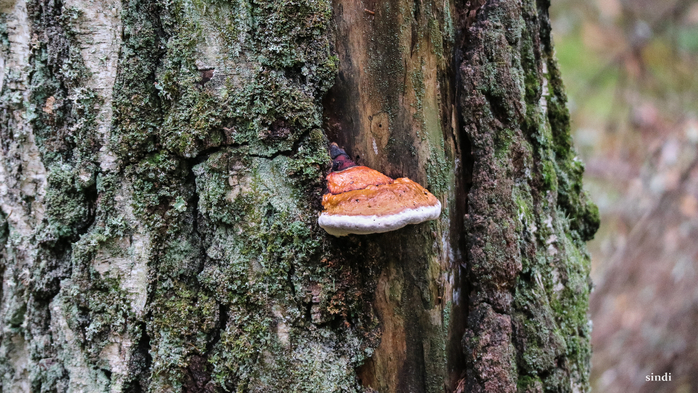 IMG_6895 (700x393, 426Kb)