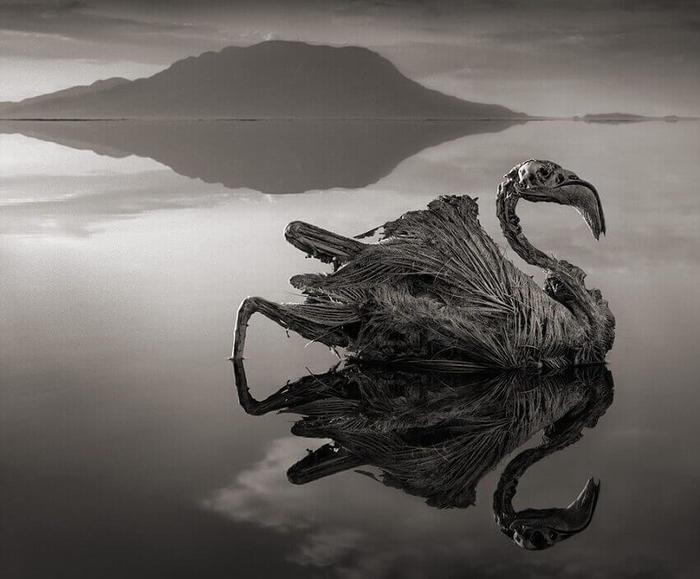 Mertvaya-flamingo (700x579, 42Kb)