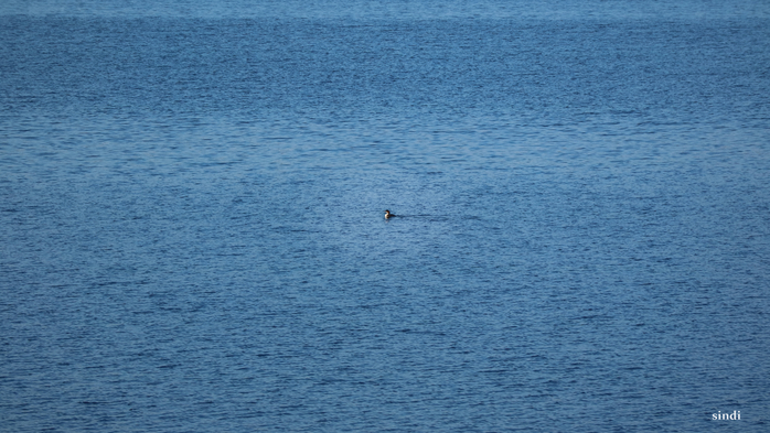 IMG_6977 (700x393, 332Kb)
