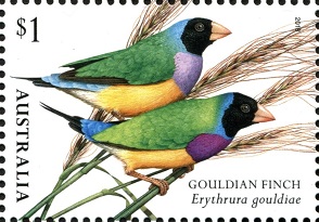 Gouldian-Finch-Erythrura-gouldiae (294x205, 37Kb)