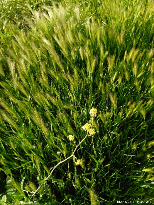 IMG_20180504_173154 (525x700, 481Kb)