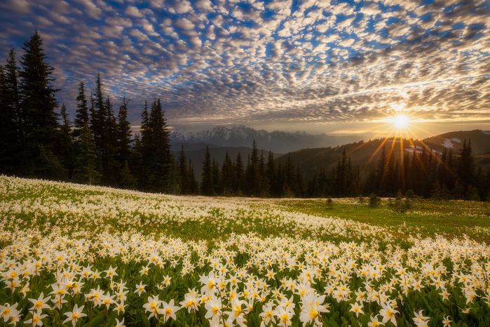 doug-shearer-pole-zakat-luchi-lilii-tsvety-les-kholmy (700x466, 547Kb)